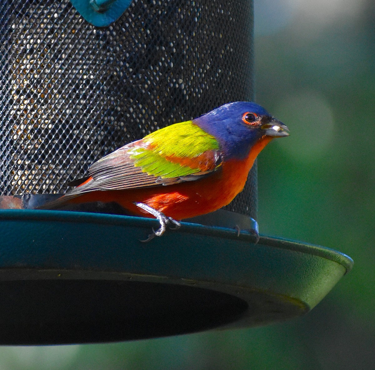 Painted Bunting - ML646088449