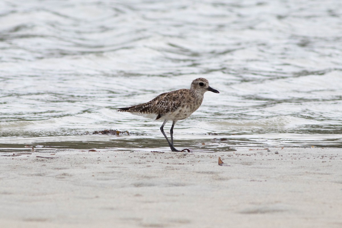 Black-bellied Plover - ML646088450