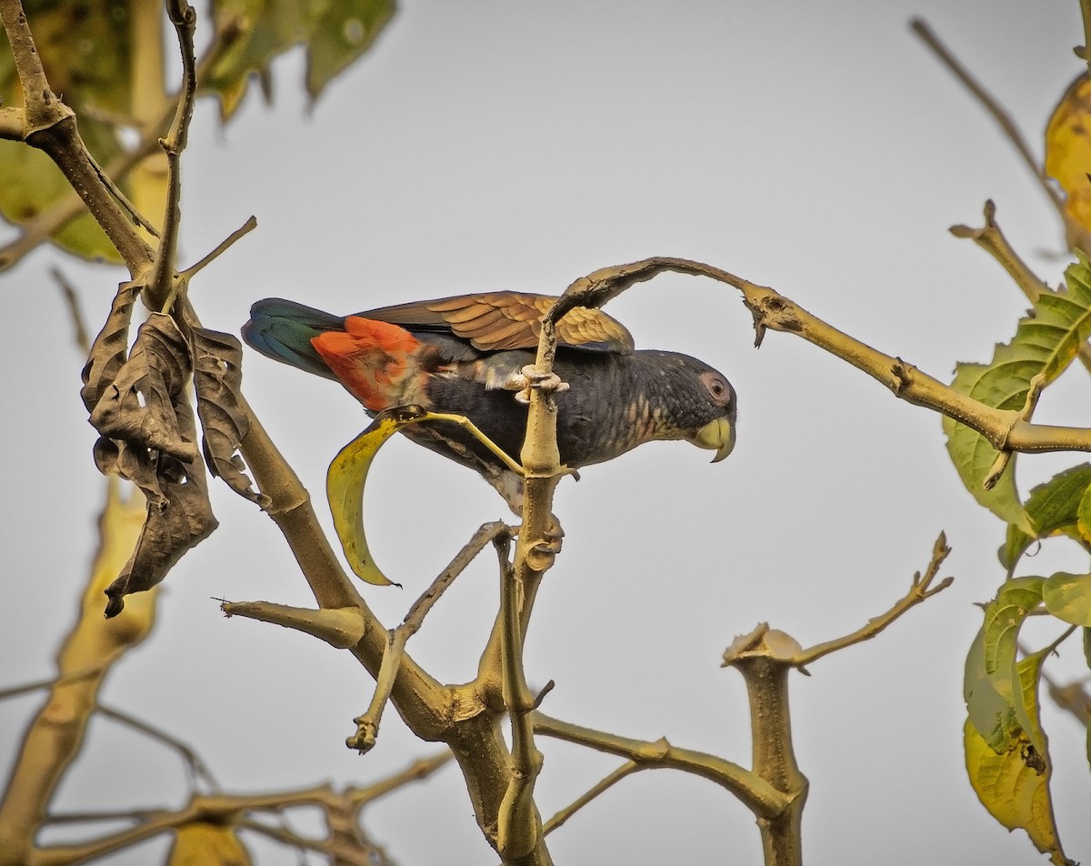 Bronze-winged Parrot - ML646088452