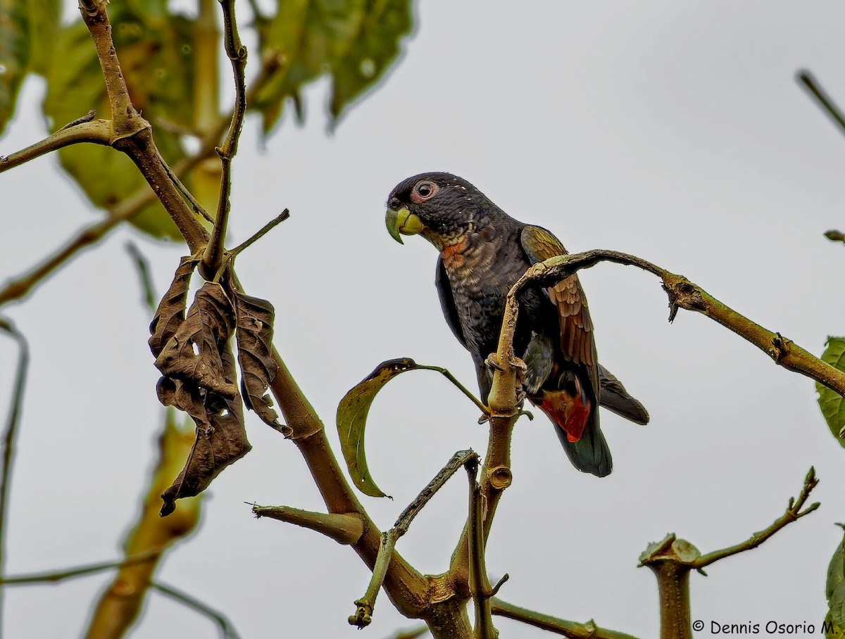 Bronze-winged Parrot - ML646088453