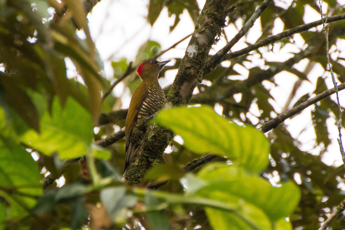 Rufous-winged Woodpecker - ML646088454