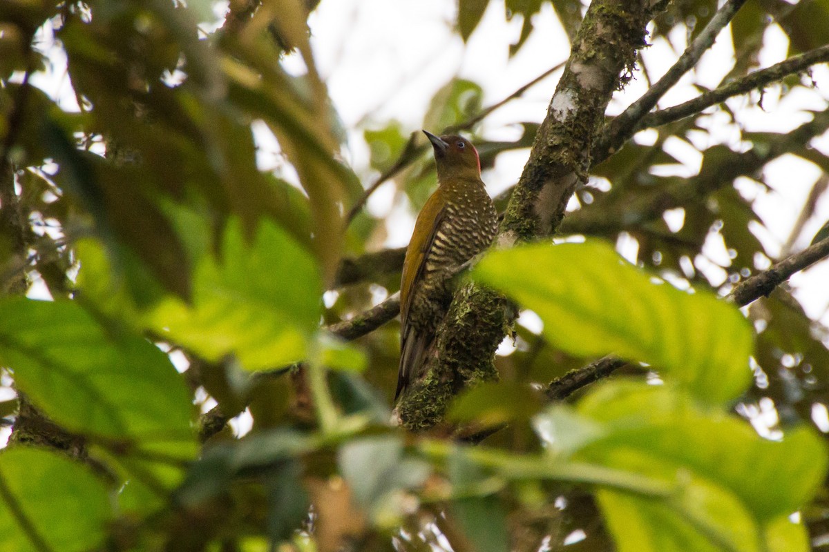 Rufous-winged Woodpecker - ML646088455