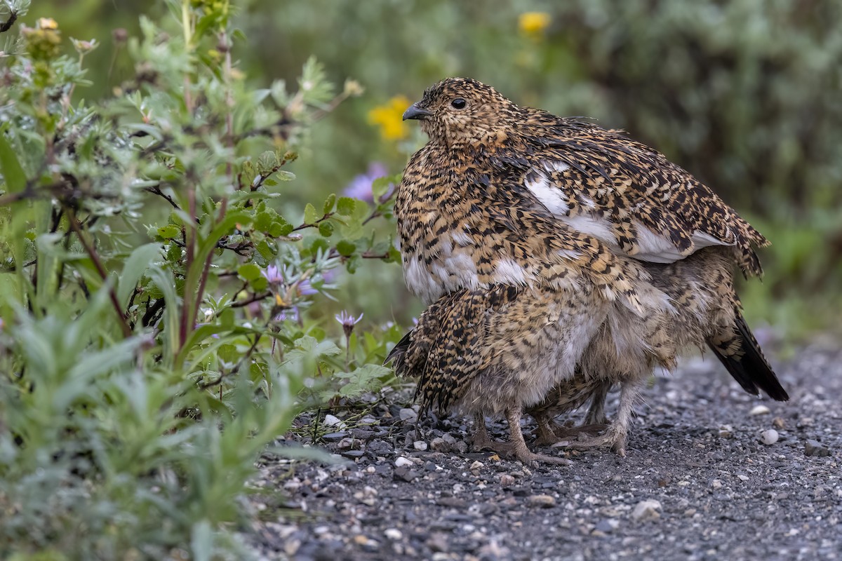 Lagópodo Común - ML646088457