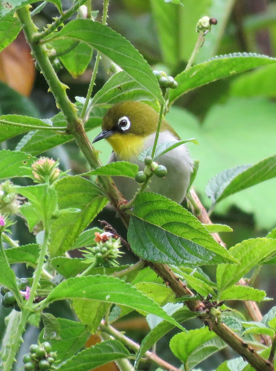 Malagasy White-eye - ML646088467