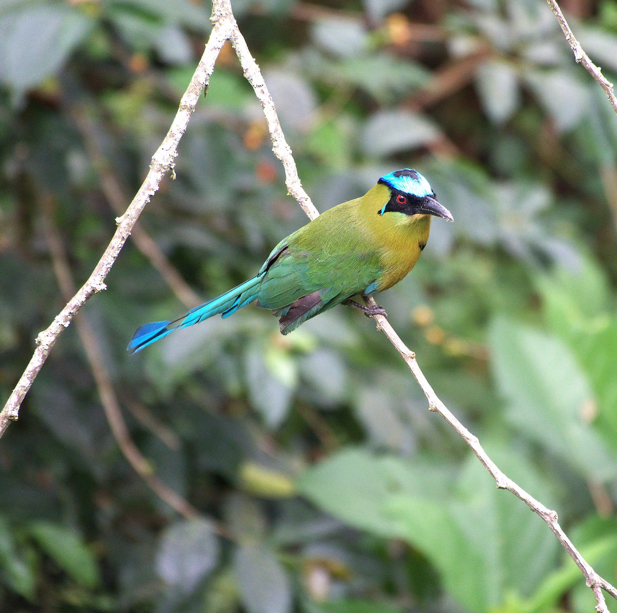 Andean Motmot - ML646088481