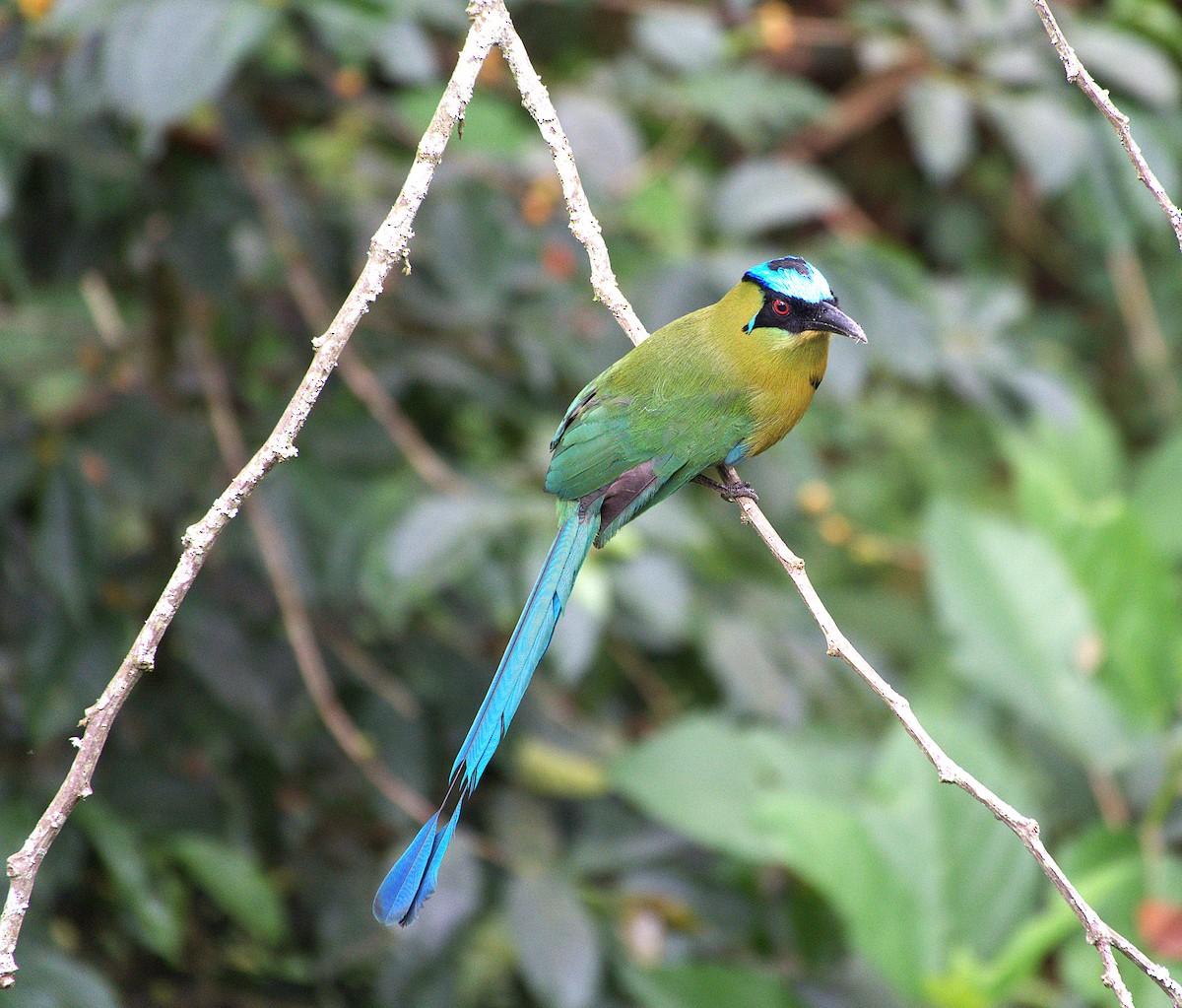 Andean Motmot - ML646088482