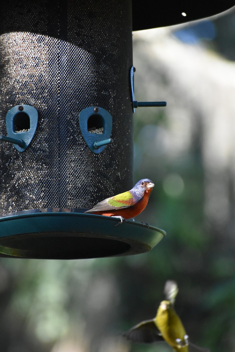 Painted Bunting - ML646088483