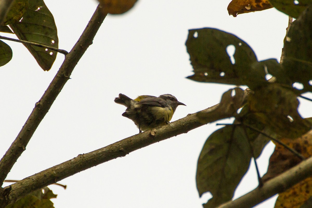 Sucrier à ventre jaune - ML646088484