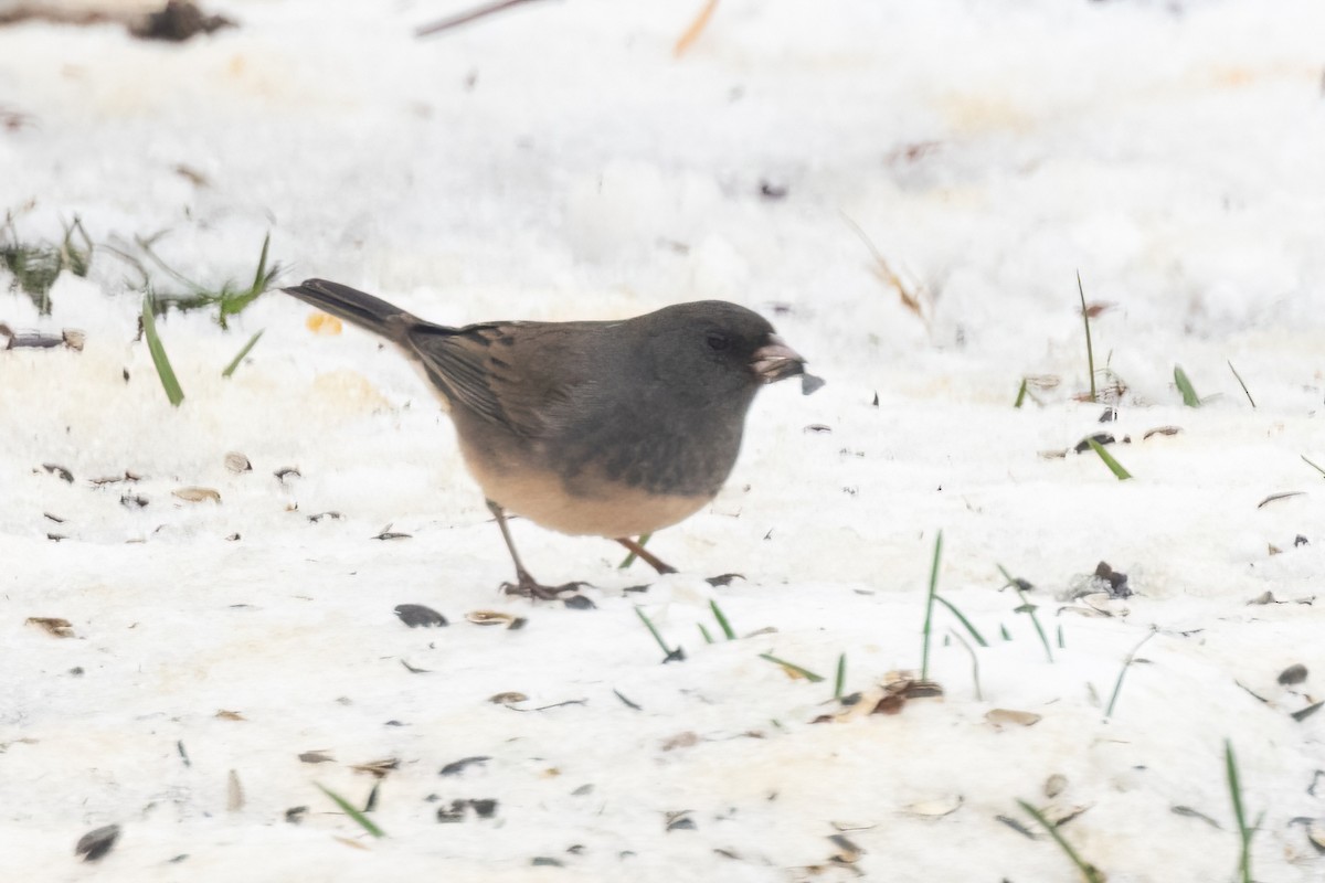 Dark-eyed Junco (Slate-colored) - ML646088486