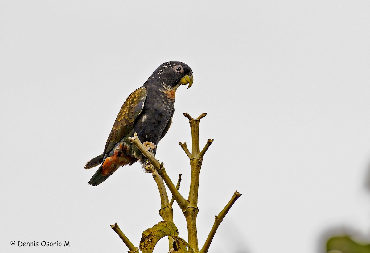 Bronze-winged Parrot - ML646088489