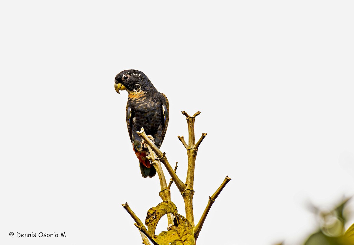 Bronze-winged Parrot - ML646088490