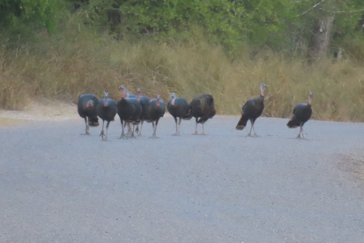 Wild Turkey - ML646088492