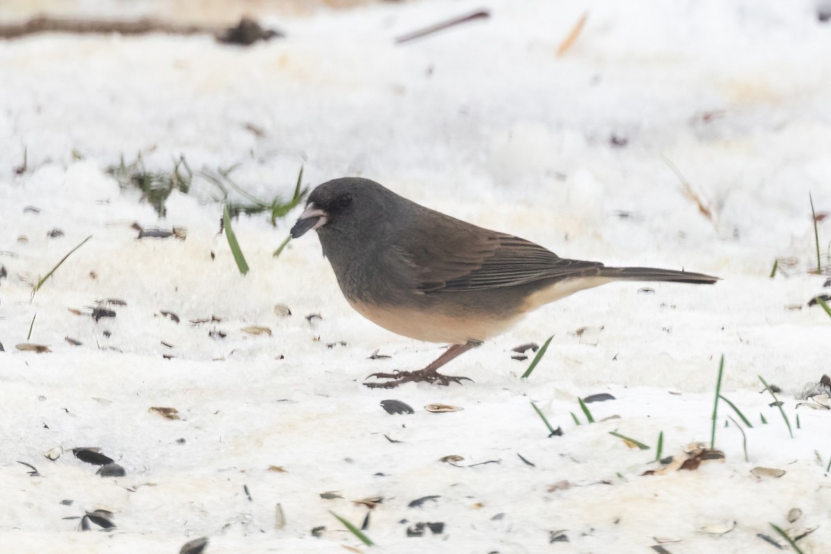 Dark-eyed Junco (Slate-colored) - ML646088493
