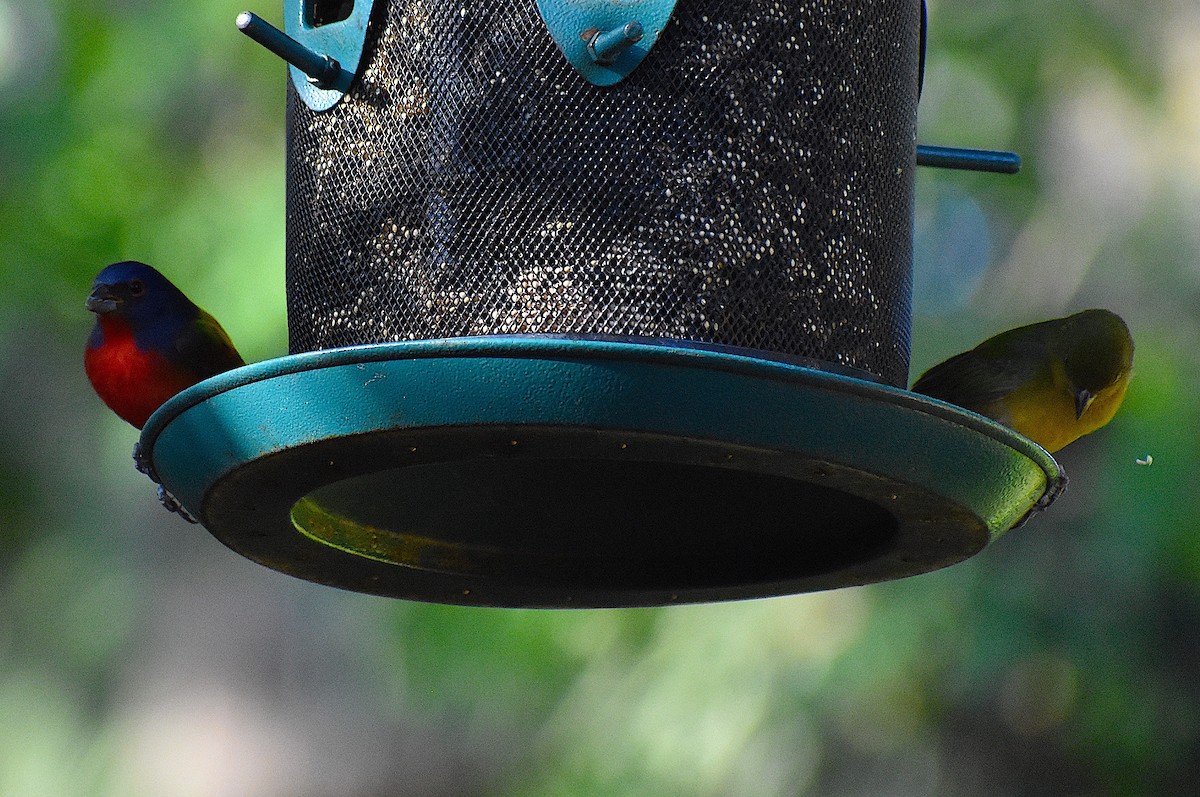 Painted Bunting - ML646088496