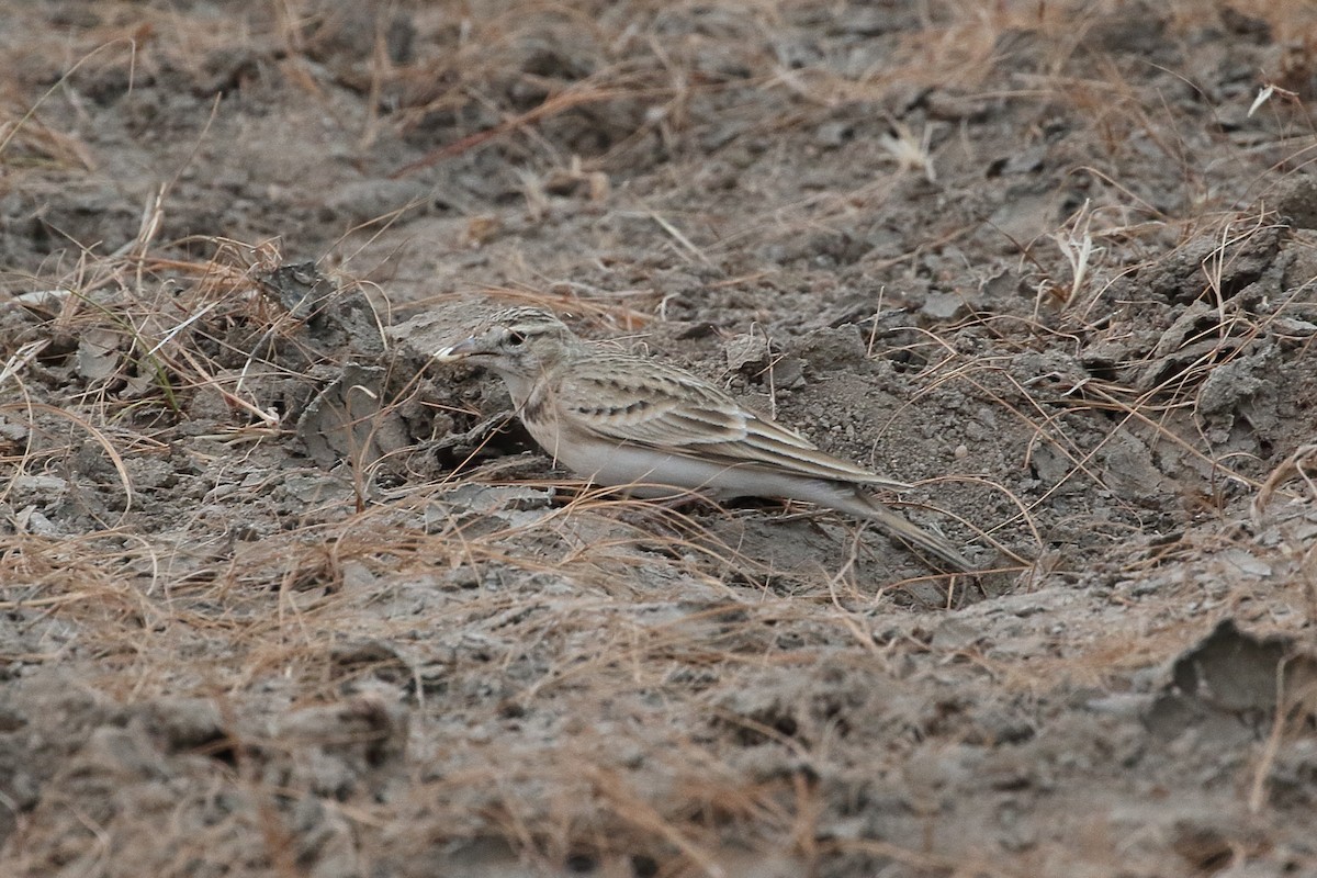 עפרונן קצר-אצבעות - ML646088497