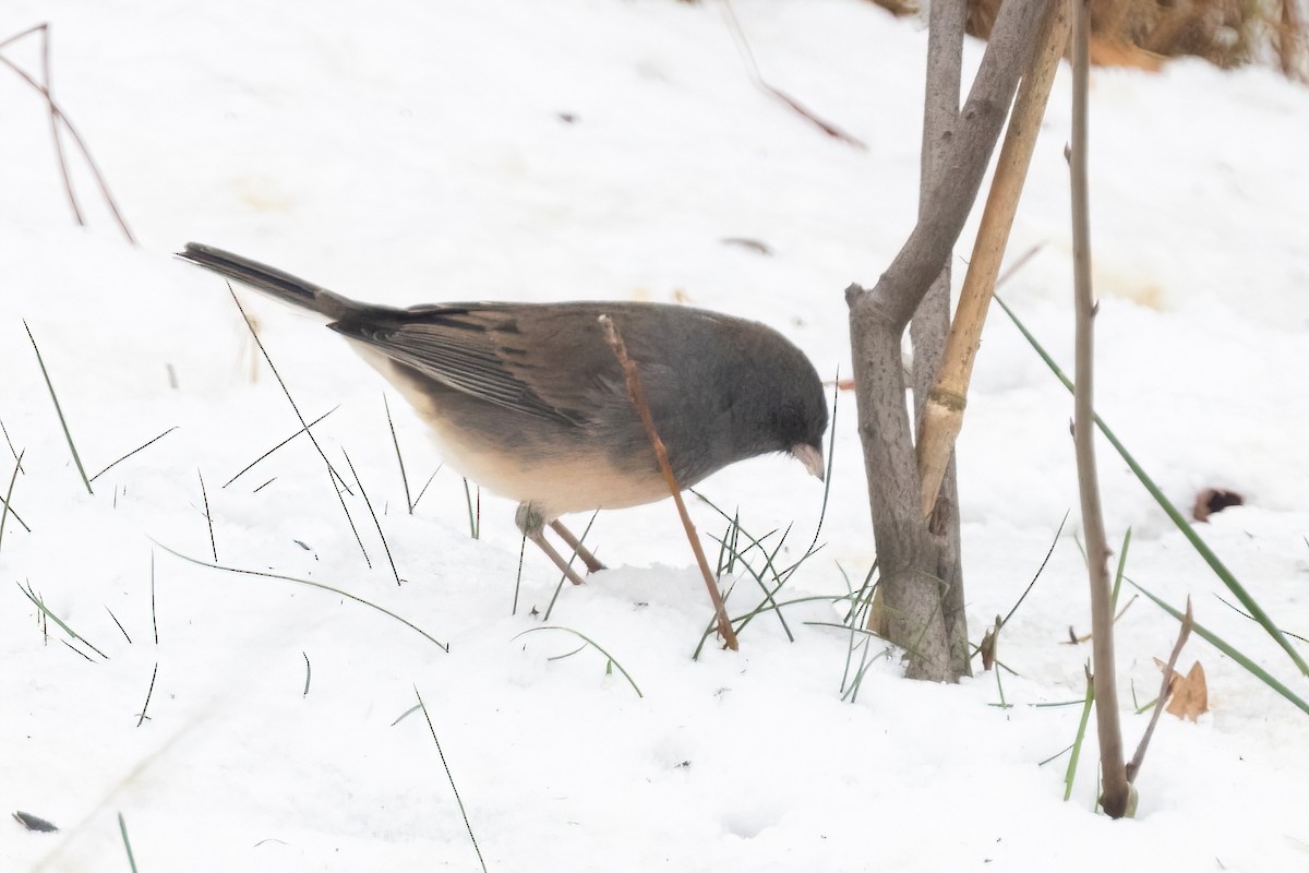 Dark-eyed Junco (Slate-colored) - ML646088498