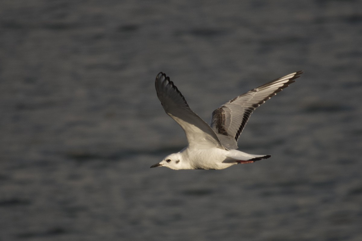 Bonaparte's Gull - ML646088499