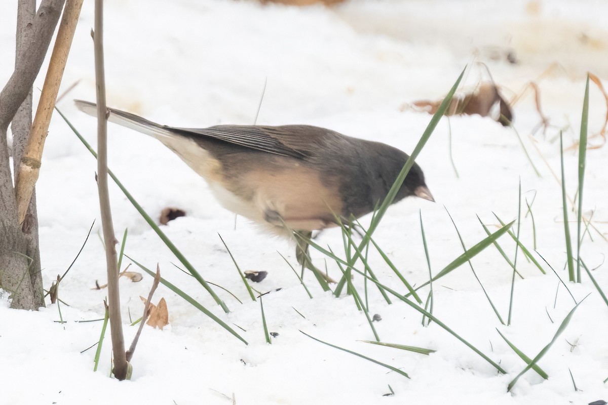 Dark-eyed Junco (Slate-colored) - ML646088501