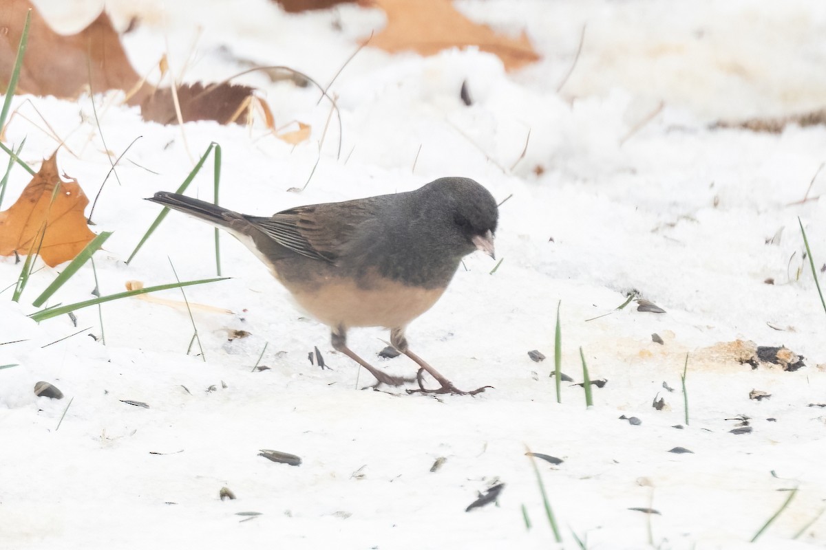 Dark-eyed Junco (Slate-colored) - ML646088507