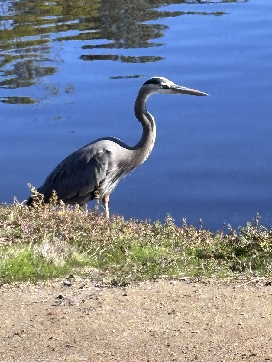 Great Blue Heron - ML646088508