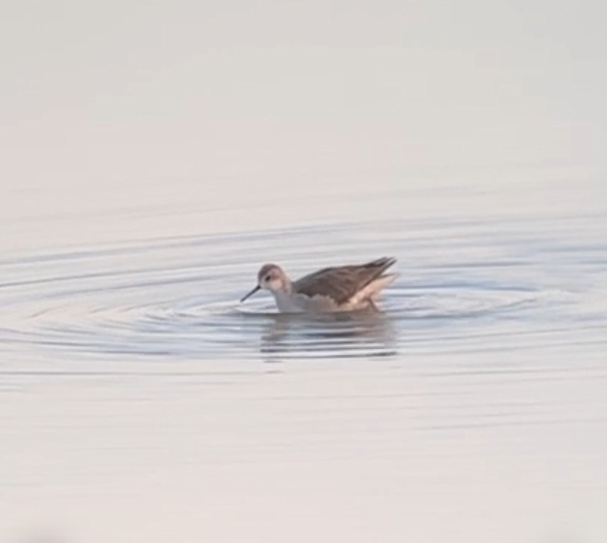 Wilson's Phalarope - ML646088509