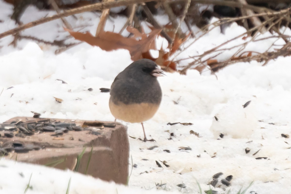 Dark-eyed Junco (Slate-colored) - ML646088514
