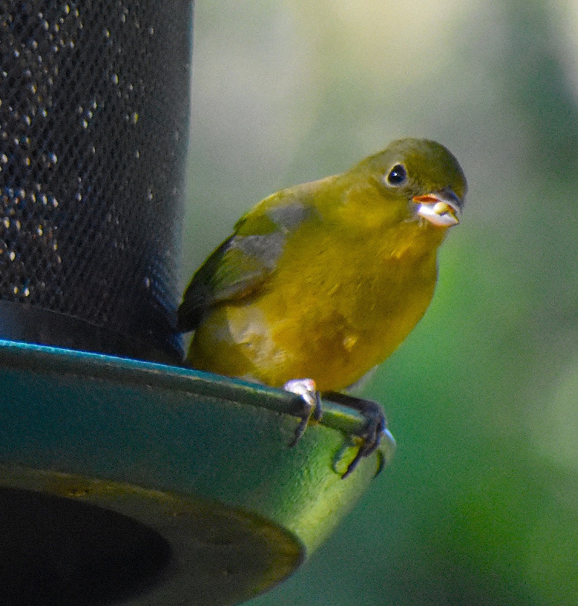 Painted Bunting - ML646088515