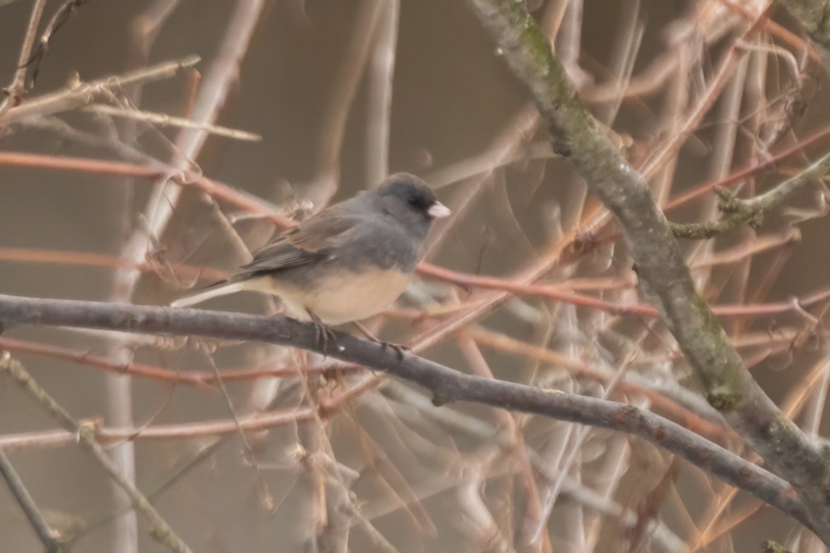 Dark-eyed Junco (Slate-colored) - ML646088521
