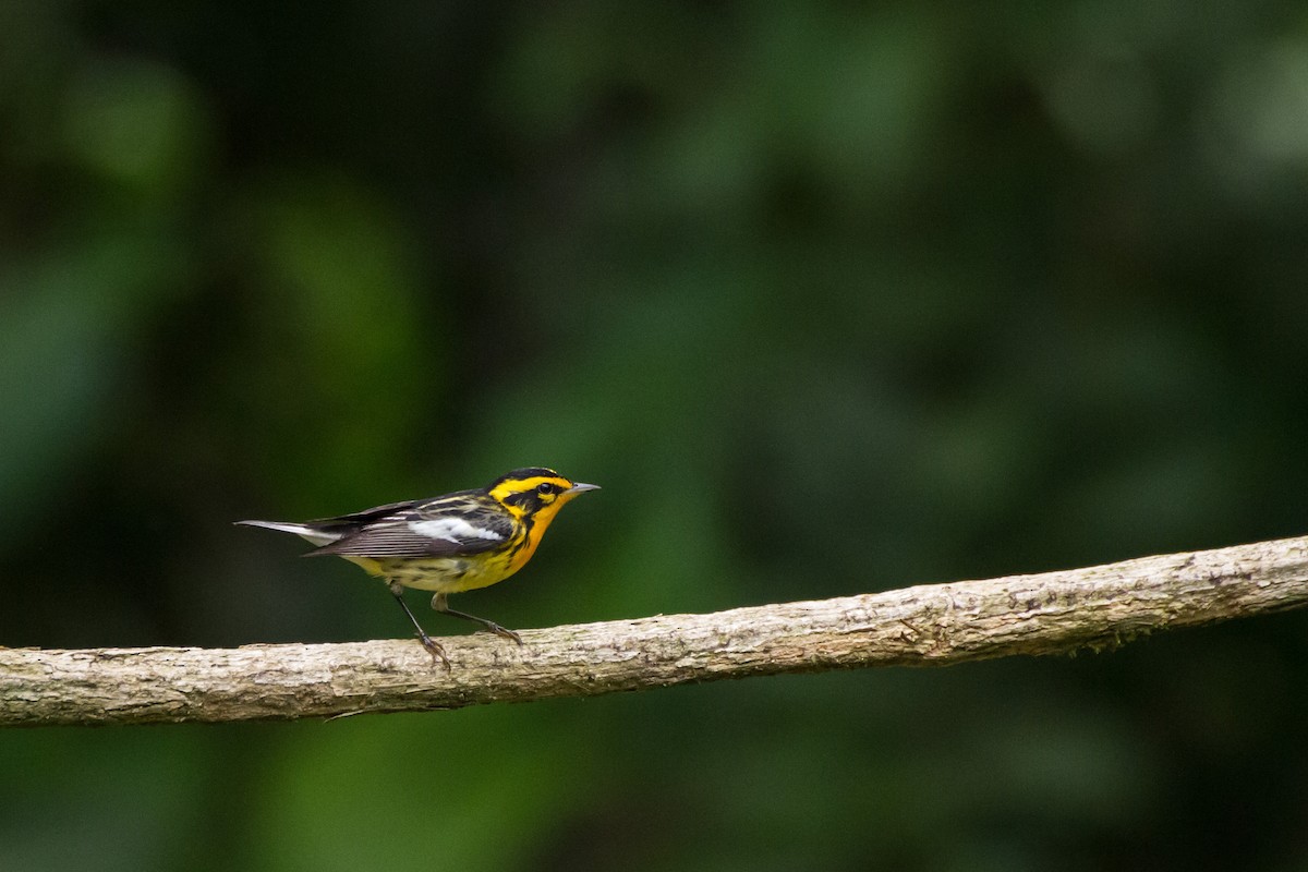 Reinita Gorjinaranja - ML646088523