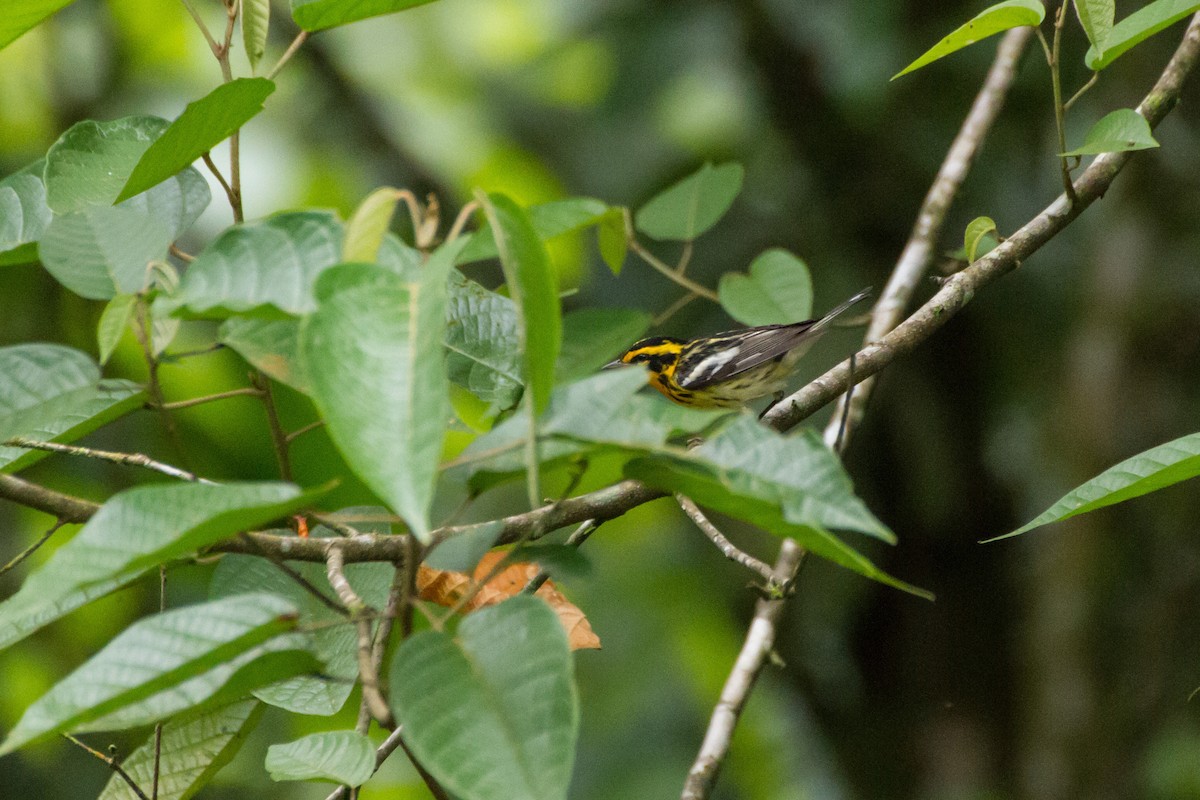 Reinita Gorjinaranja - ML646088524