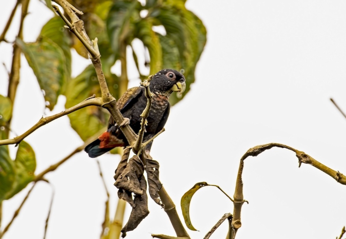 Bronze-winged Parrot - ML646088530