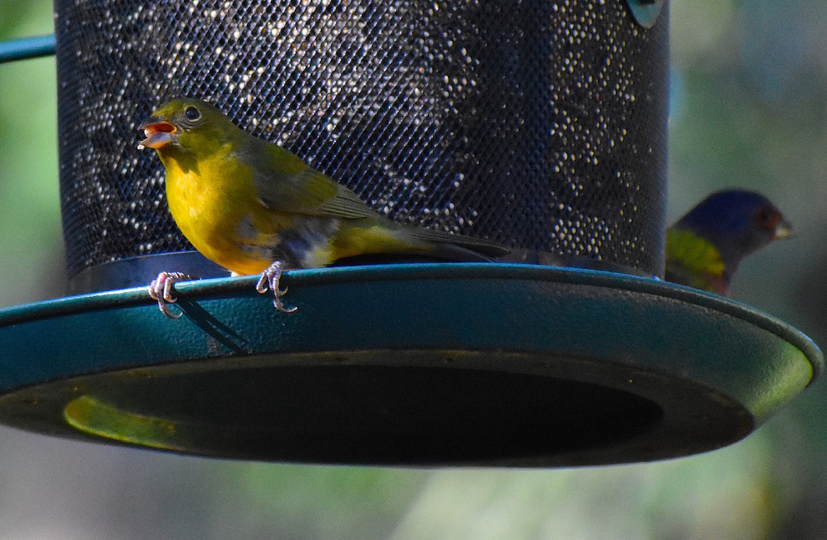 Painted Bunting - ML646088532