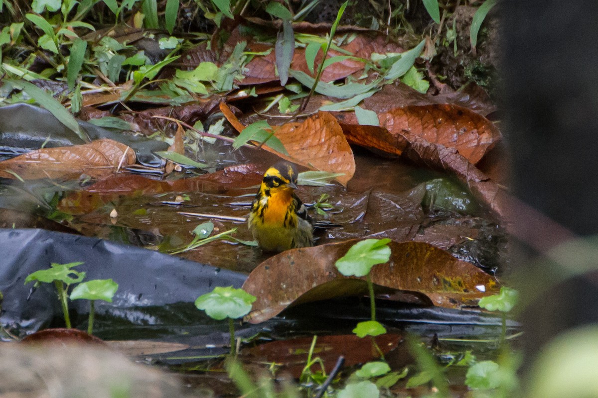 Reinita Gorjinaranja - ML646088533