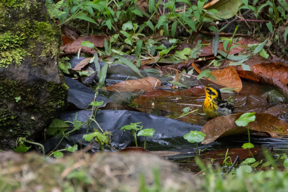 Reinita Gorjinaranja - ML646088534