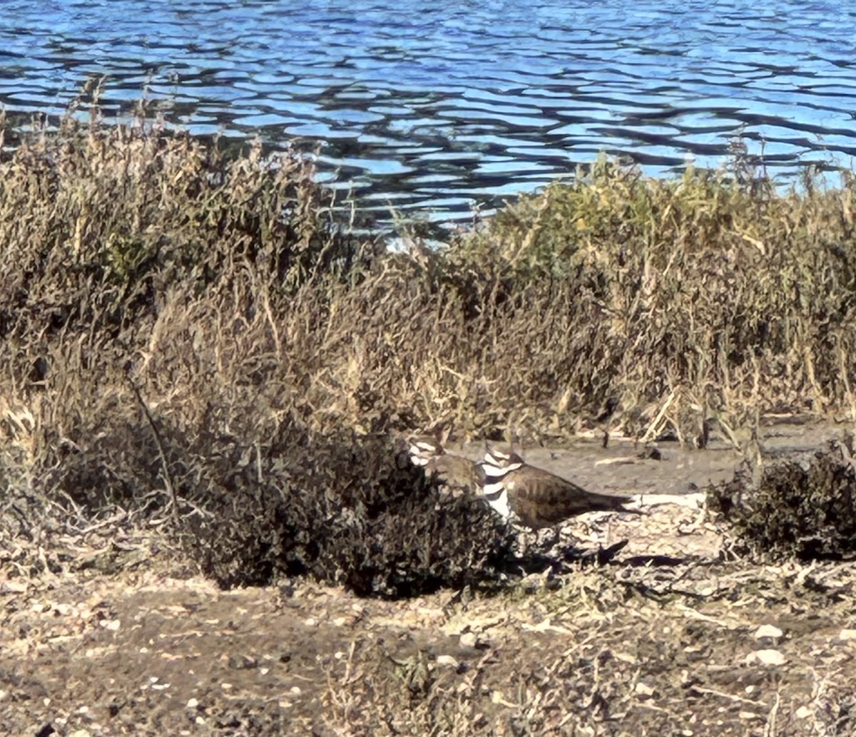 Killdeer - ML646088535