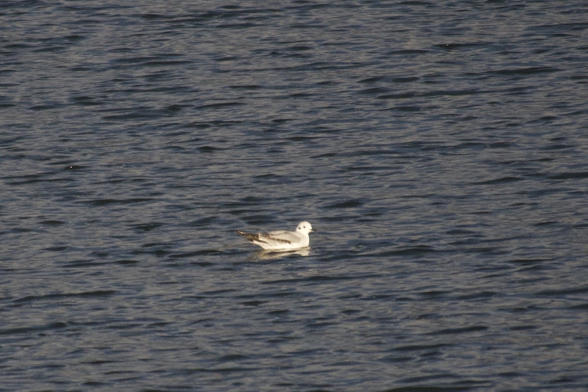 Bonaparte's Gull - ML646088536