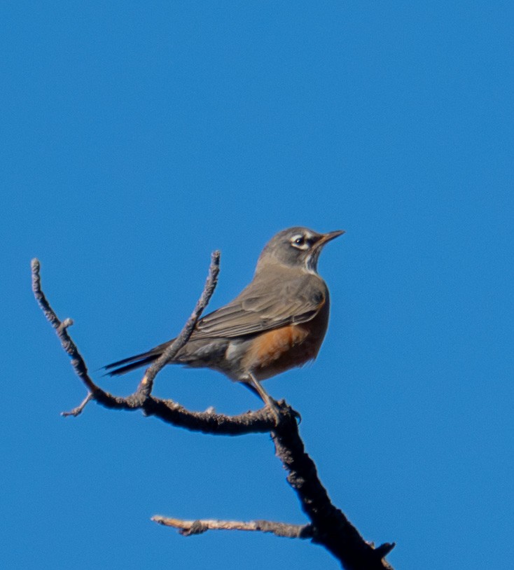 コマツグミ - ML646088537