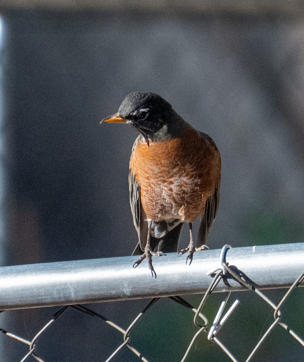 コマツグミ - ML646088538