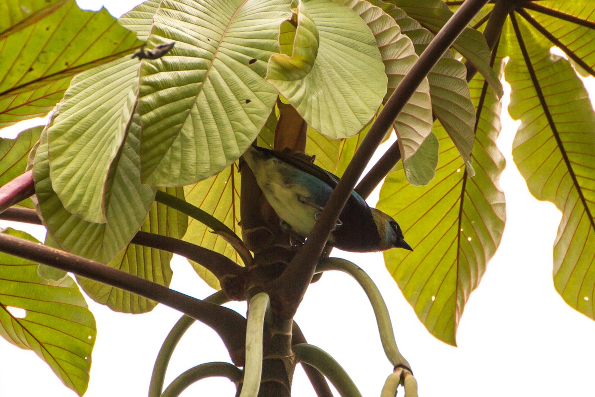 Золотистоголовая танагра - ML646088544