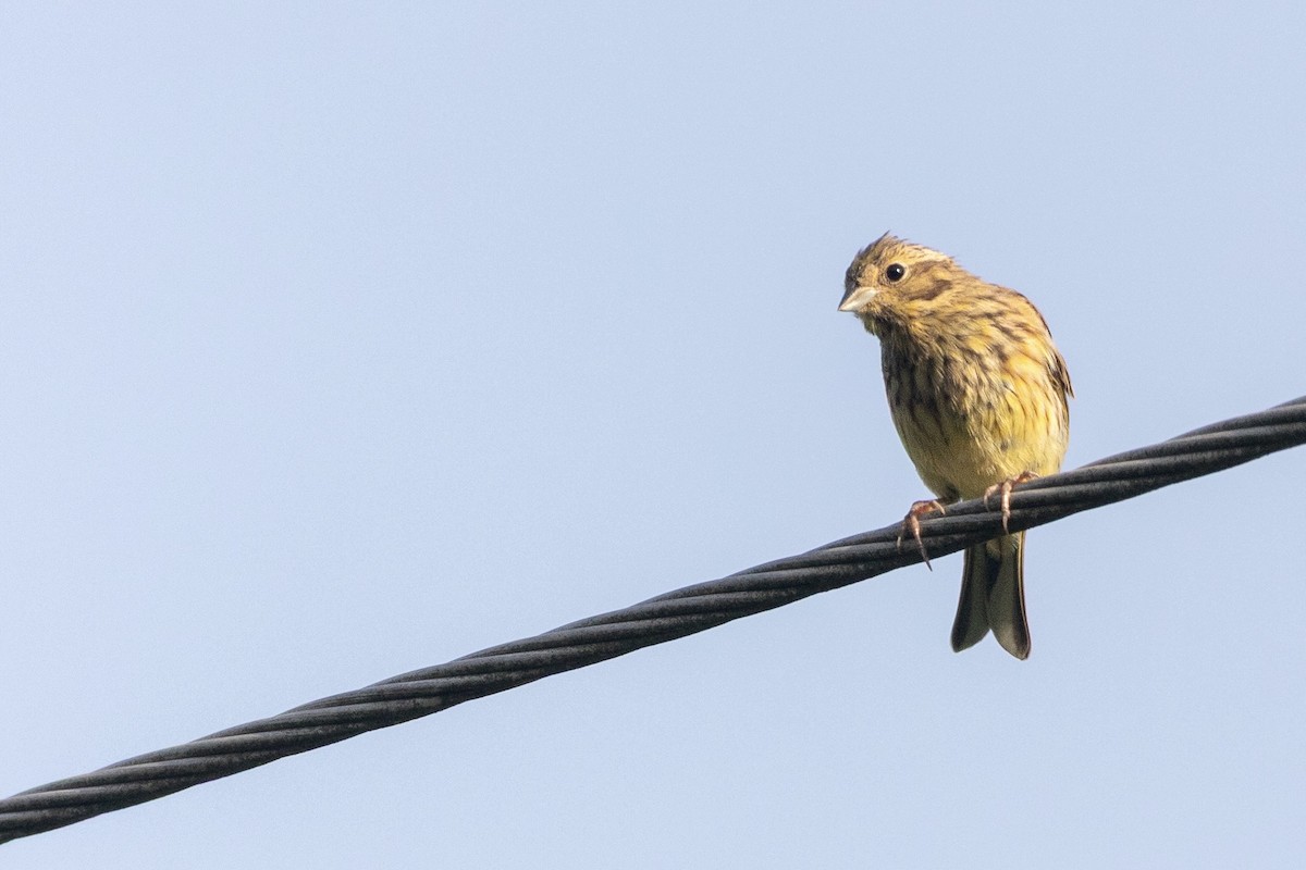 キアオジ - ML646088546