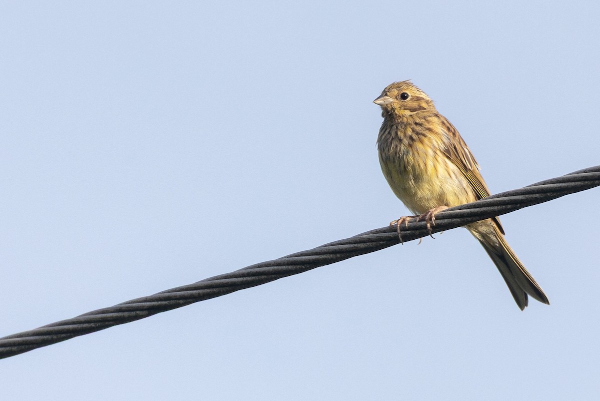 キアオジ - ML646088547