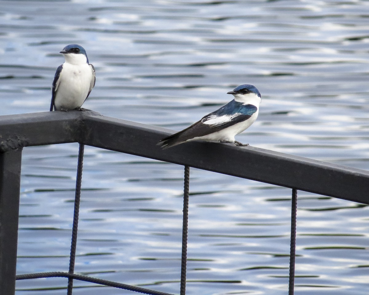 White-winged Swallow - ML646088550