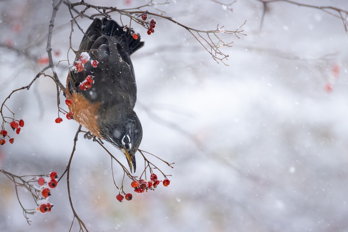 コマツグミ - ML646088556