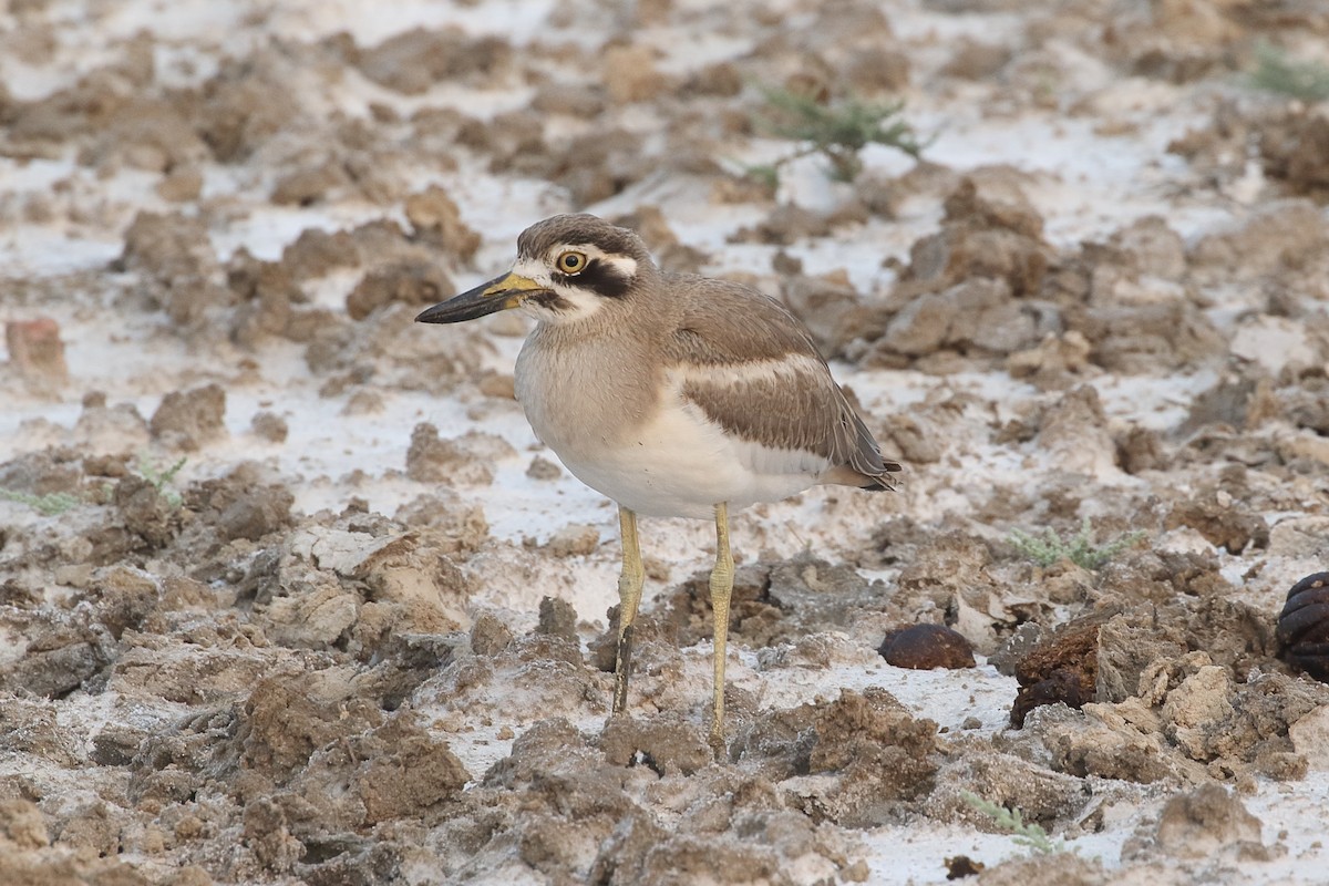 Krabbentriel - ML646088563