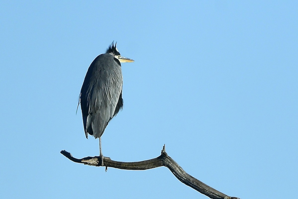 Great Blue Heron - ML646088564