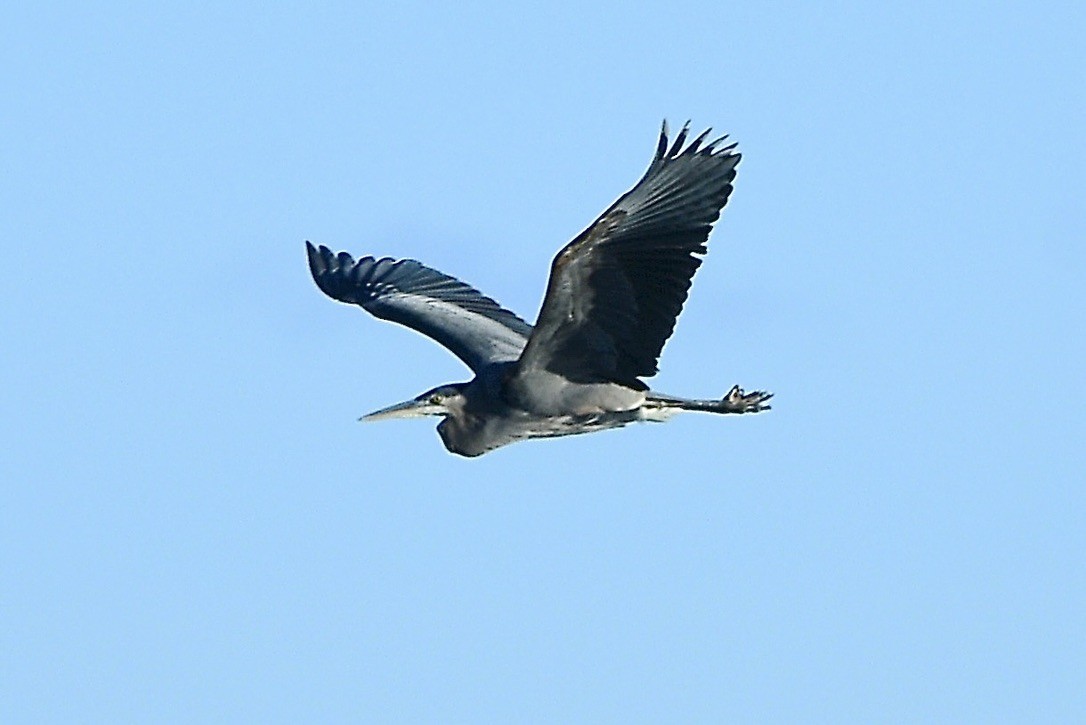 Great Blue Heron - ML646088573