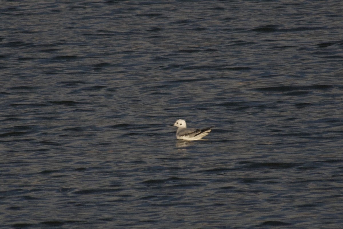 Bonaparte's Gull - ML646088574