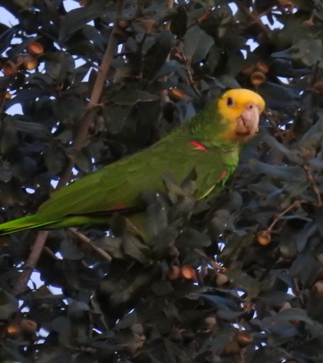 Gelbkopfamazone - ML646088576