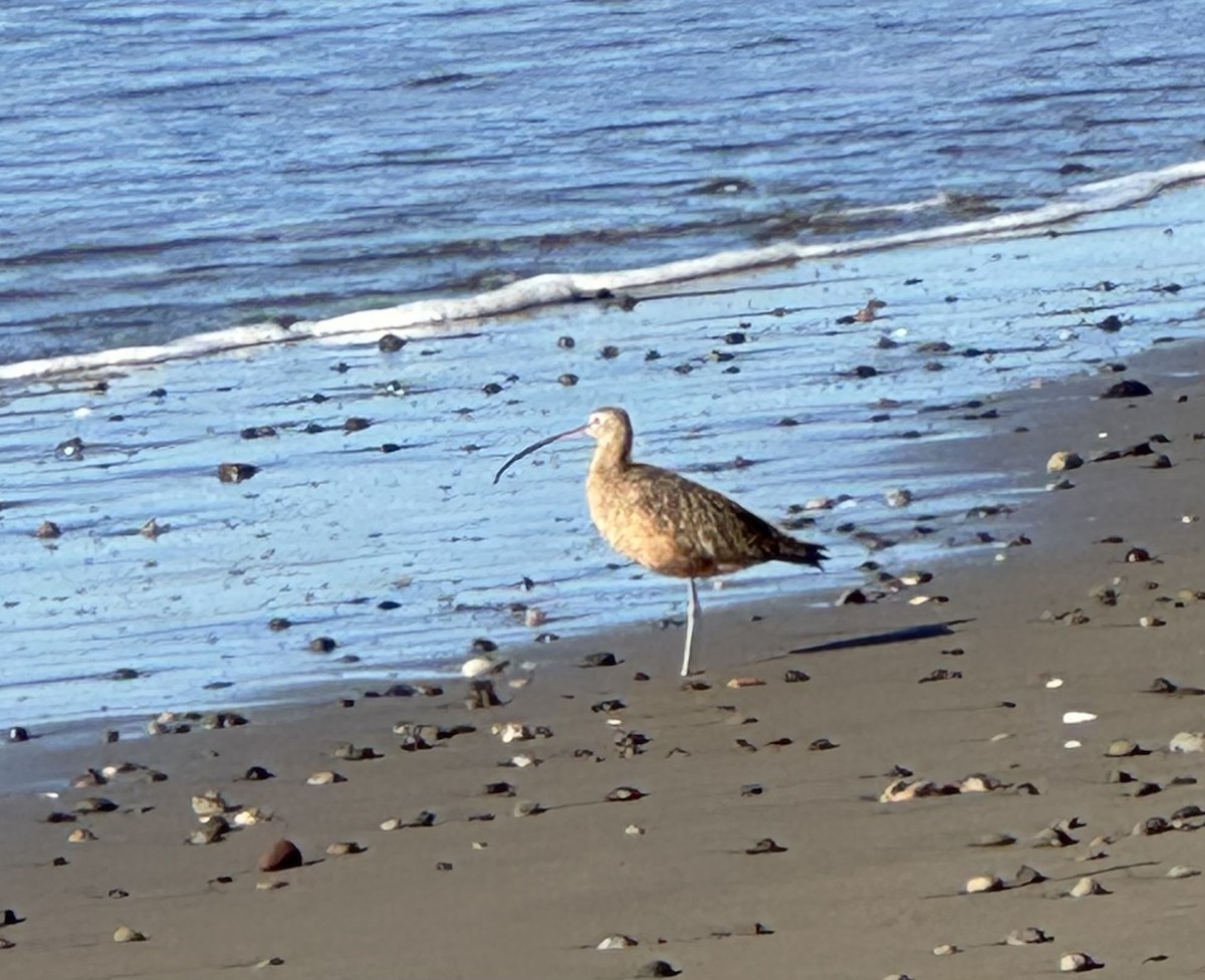 Long-billed Curlew - ML646088585