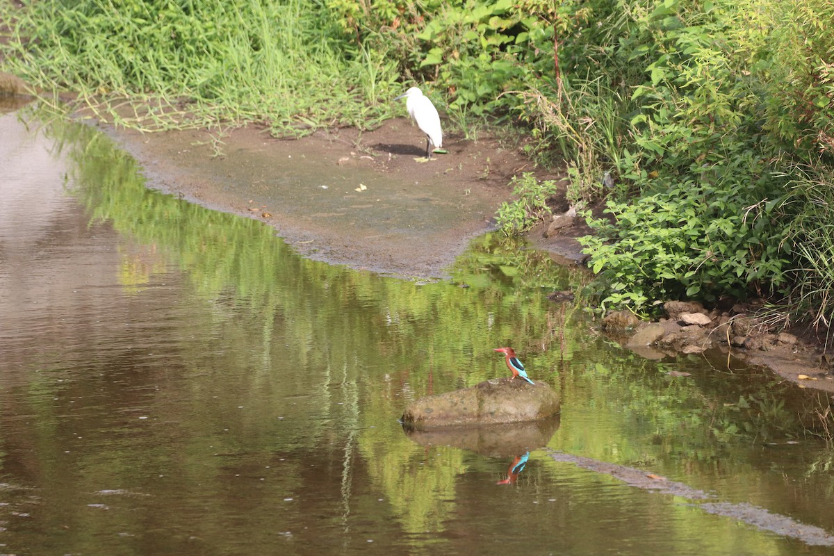 Brown-breasted Kingfisher - ML646088591
